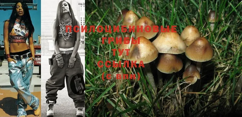 Галлюциногенные грибы Psilocybe  Кола 